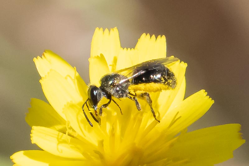 Homalictus sp (Australian Lasioglossum).jpg